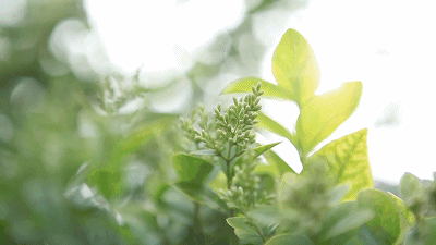 [合集]婚礼行业全套资源包，快速出片的不二之选！