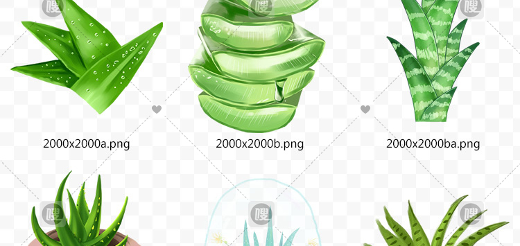【PNG免抠 】手绘卡通芦荟植物盆栽花盆水彩仙人掌插画设计素材