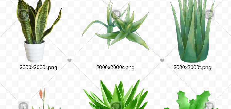 【PNG免抠 】手绘卡通芦荟植物盆栽花盆水彩仙人掌插画设计素材