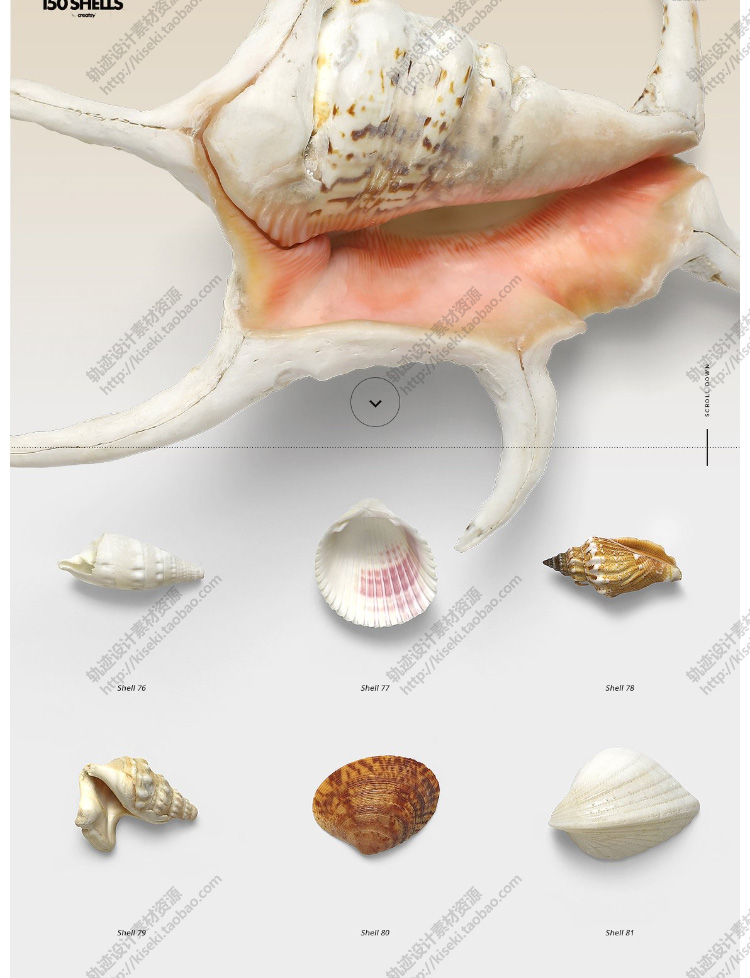 【贝壳】150款贝壳海洋沙滩元素高清实拍图素材png透明免抠图高分辨率
