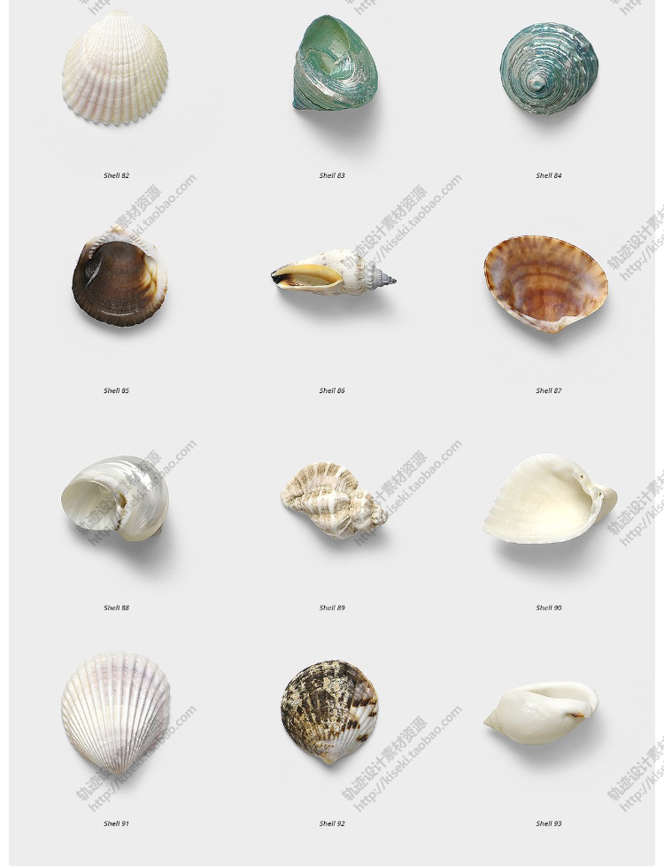 【贝壳】150款贝壳海洋沙滩元素高清实拍图素材png透明免抠图高分辨率