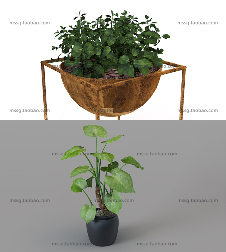 12款室内装饰植物C4D模型素材