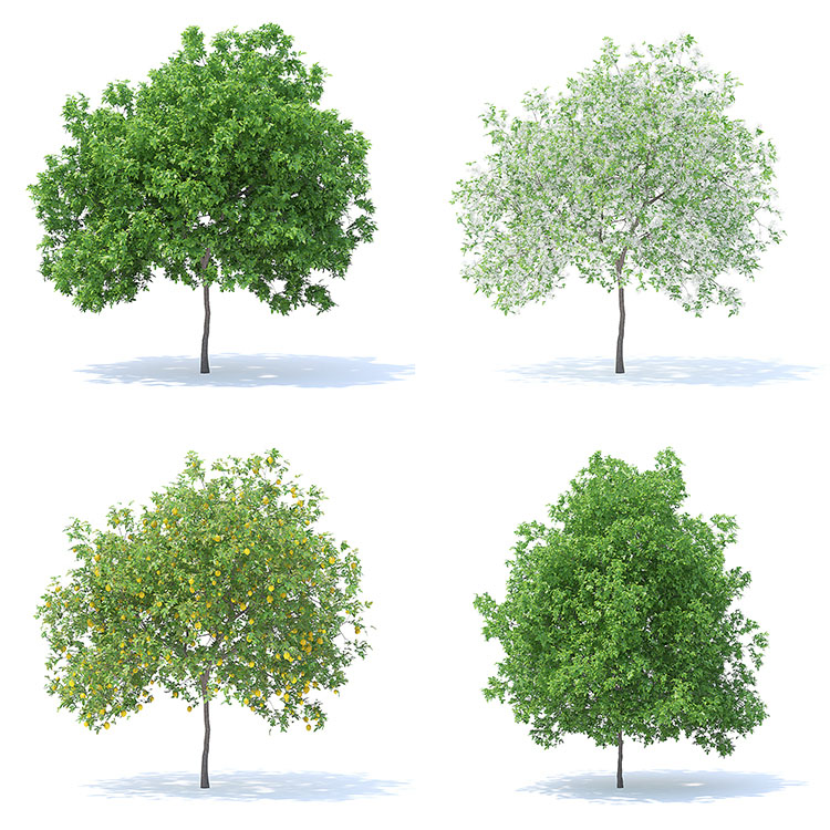 【水果树木】78款室外植物果园绿植水果花卉大树木