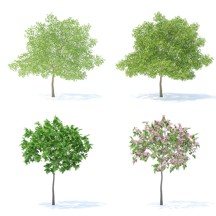 【水果树木】78款室外植物果园绿植水果花卉大树木