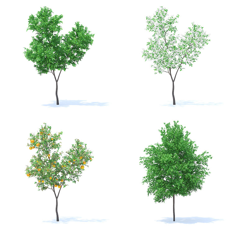 【水果树木】78款室外植物果园绿植水果花卉大树木