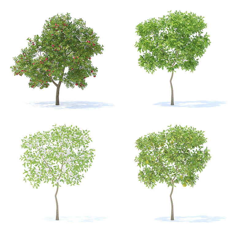 【水果树木】78款室外植物果园绿植水果花卉大树木