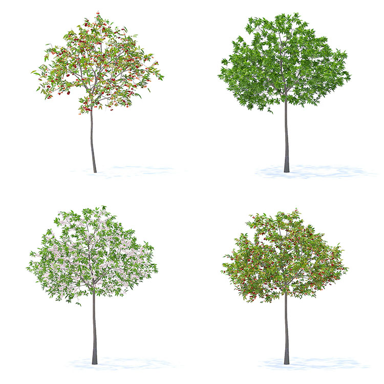 【水果树木】78款室外植物果园绿植水果花卉大树木