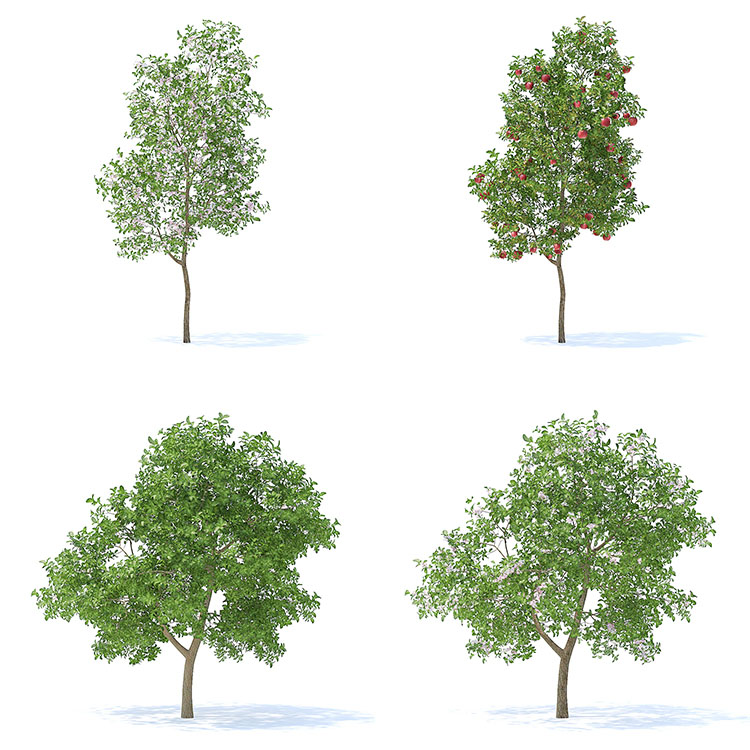 【水果树木】78款室外植物果园绿植水果花卉大树木