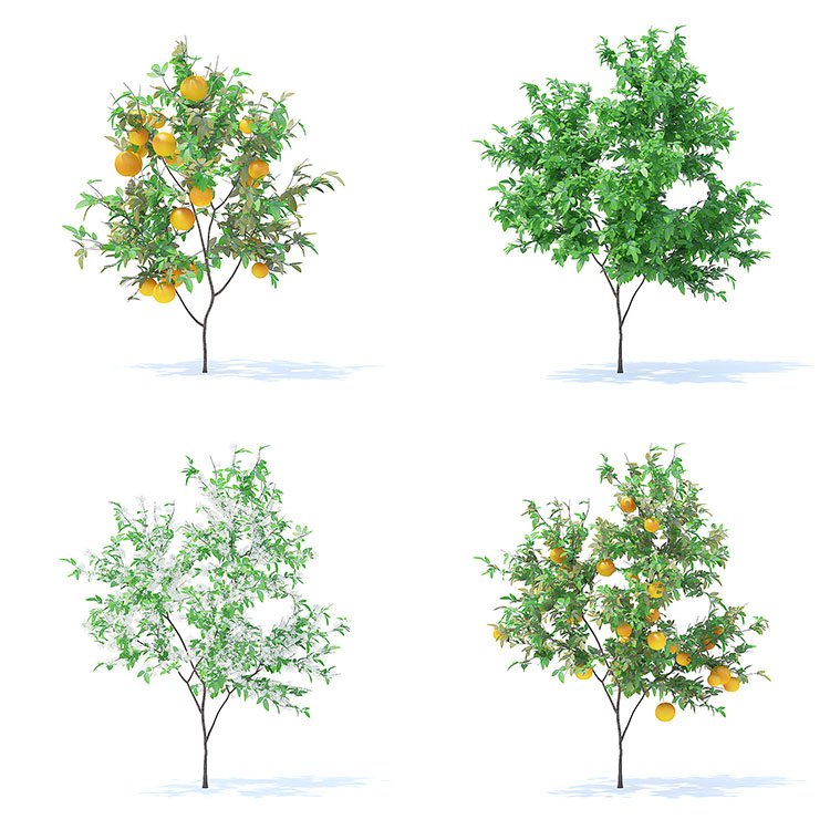 【水果树木】78款室外植物果园绿植水果花卉大树木