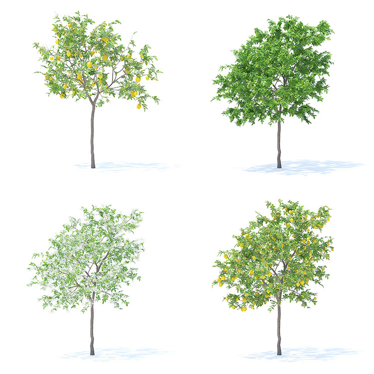 【水果树木】78款室外植物果园绿植水果花卉大树木