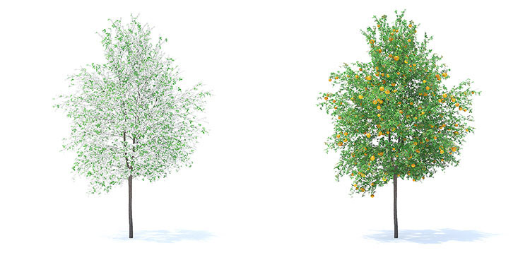 【水果树木】78款室外植物果园绿植水果花卉大树木