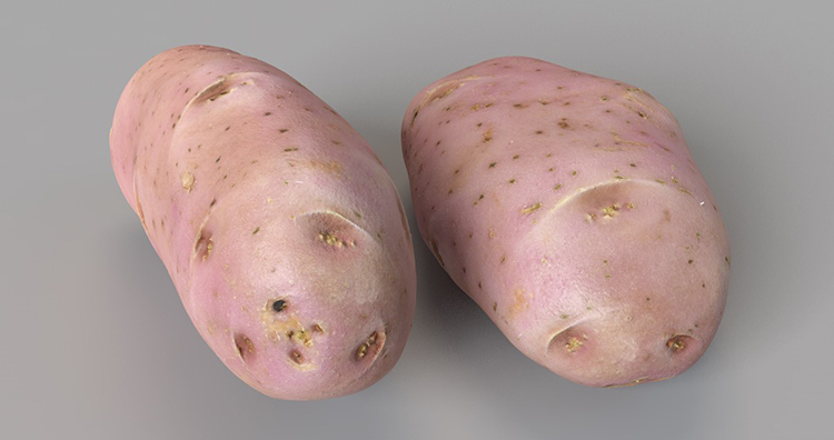 【C4D模型】9组C4D食物模型素材集