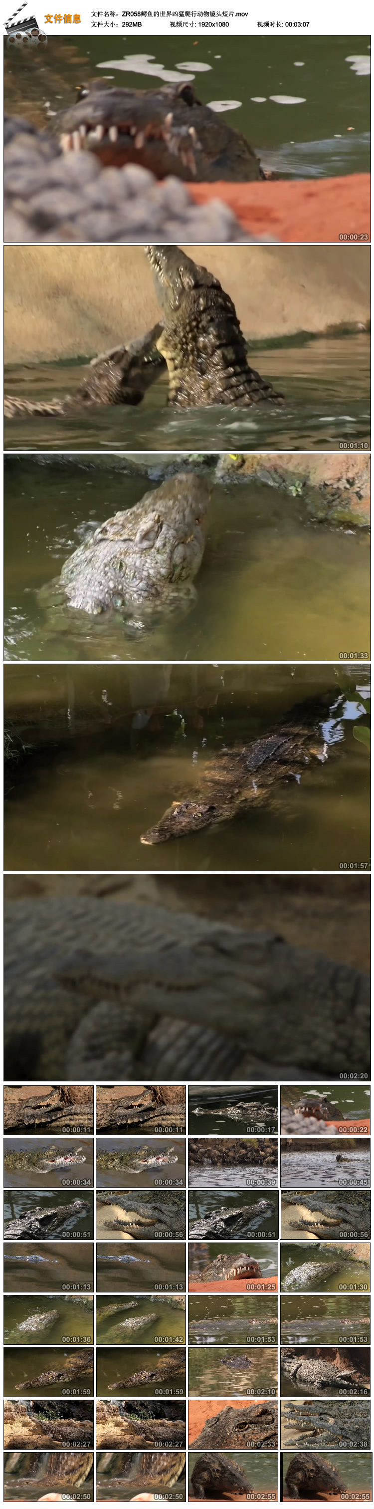鳄鱼 凶猛爬行动物镜头短片鳄鱼日常生活猎食高清实拍视频素材