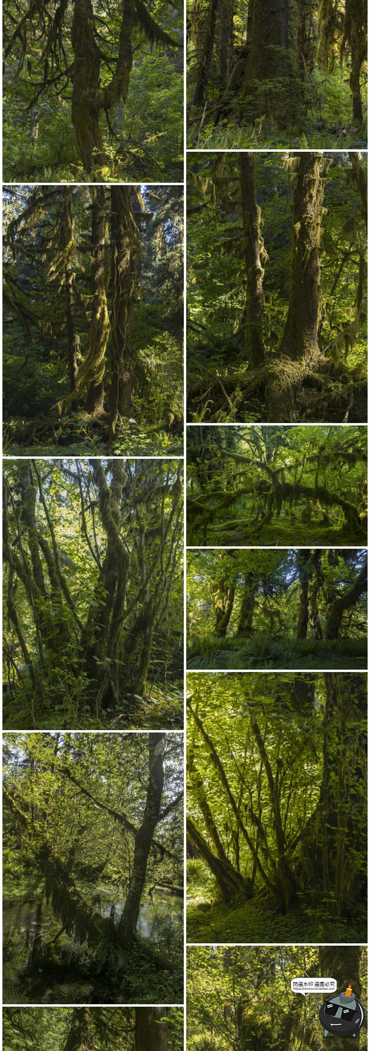 440款原始森林茂密丛林树木灌木沼泽植物参考场景JPG图片素材