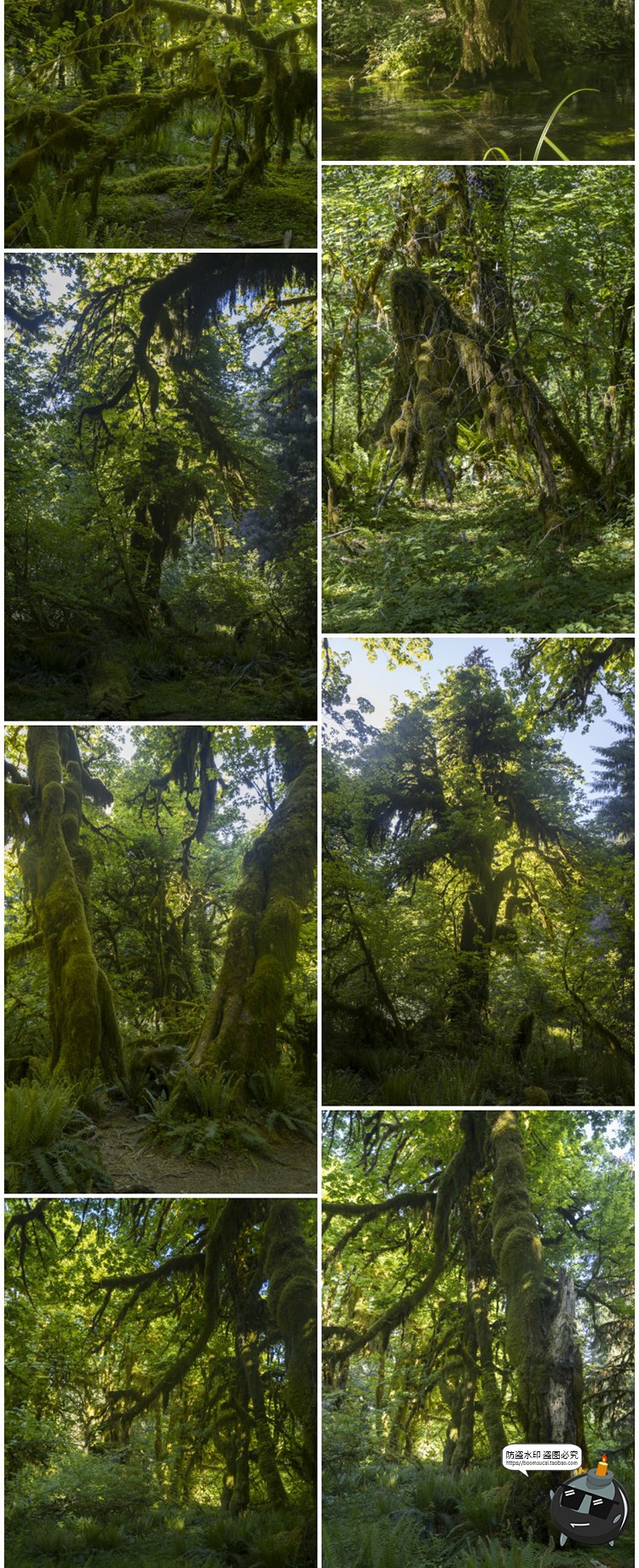 440款原始森林茂密丛林树木灌木沼泽植物参考场景JPG图片素材