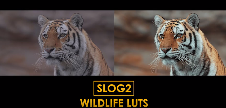 15个索尼Slog2野生动物电影视频调色LUT预设和Rec709标准LUT预设